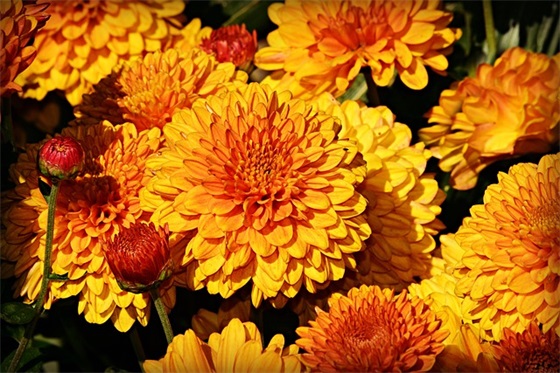 七夕节单身狗文案句子 七夕节单身狗文案