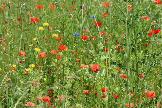 关于烟花的优美句子