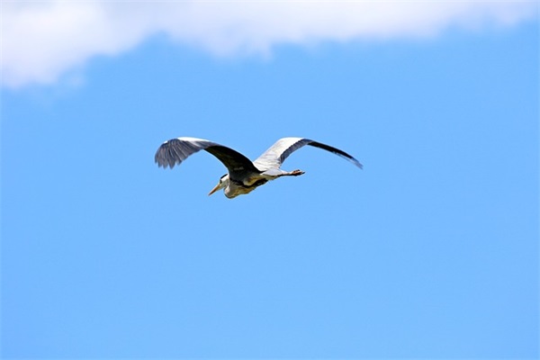 结婚红包祝福语四字 结婚红包祝福语字押韵