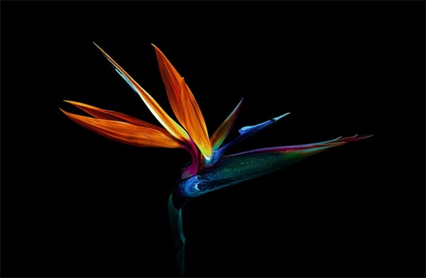 长辈生日祝福语简短独特49句