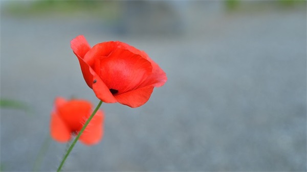 六岁生日祝福语简短 六岁生日 祝福语句