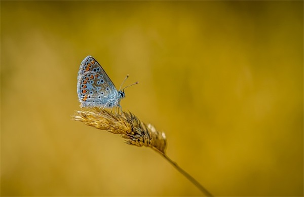 最新七夕祝福语