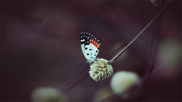 与邂逅有关的优美句子