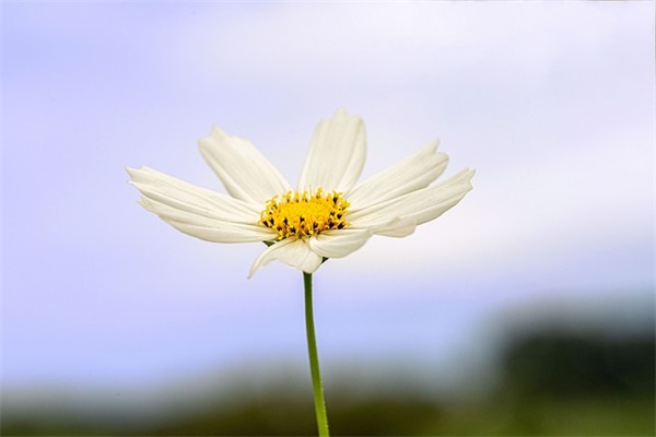 表示不配拥有爱情的句子