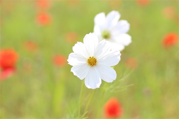 抖音个人简介句子 抖音个人简介写什么好