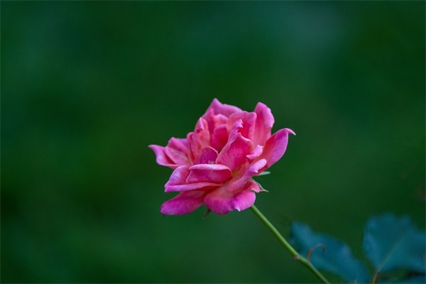 表达内心纠结的句子 内心纠结的句子