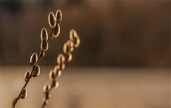 乡下的早晨空气好的句子 早晨空气好的句子