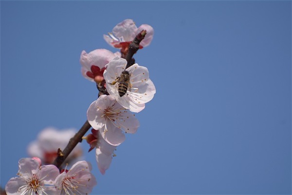 诗经爱情名句 诗经里表白爱意的句子