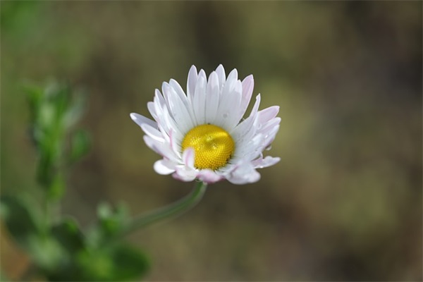 现在努力还不晚的句子 努力从来都不晚的句子