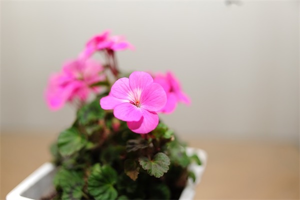 军人风采句子 夸奖军人正能量的句子