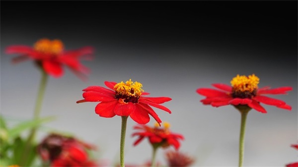 温柔到爆的神仙句子短句 温柔到爆的神仙句子