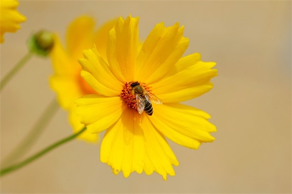 有关心愿的句子结尾 有关心愿的句子