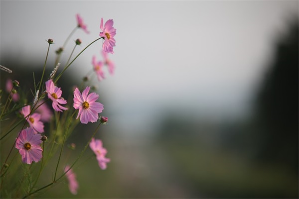 淡定看待人生得失的励志句子