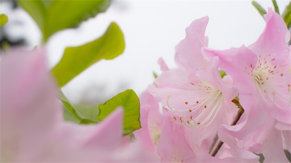 描写春雨的忧伤句子分享