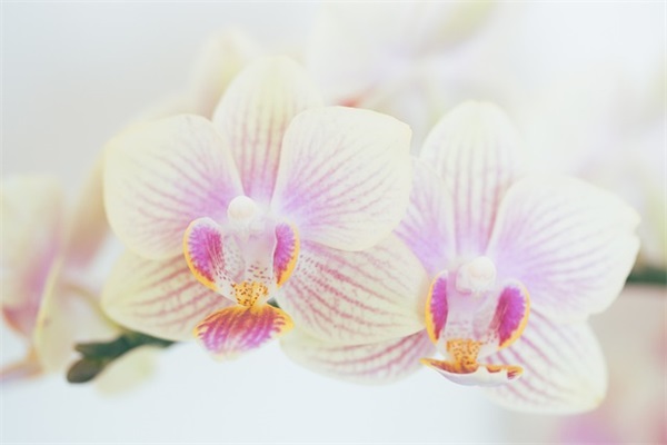 平安夜微信祝福语82句