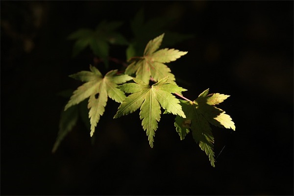 一到十的祝福语大全 【一到十的祝福语大全简短】