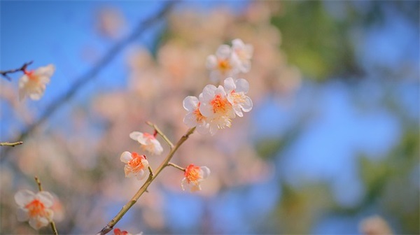 生日祝福语长辈简短独特 【生日祝福语长辈语】