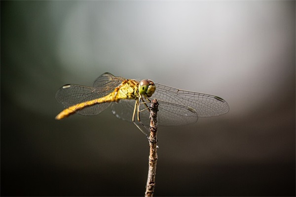 朋友子女结婚送朋友祝福语 【朋友子女结婚送朋友祝福语怎么说】