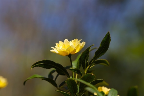 2026晚安祝福语 【晚安祝福语大全 心语】