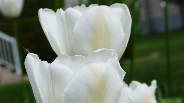 简短生日祝福语大全-100句