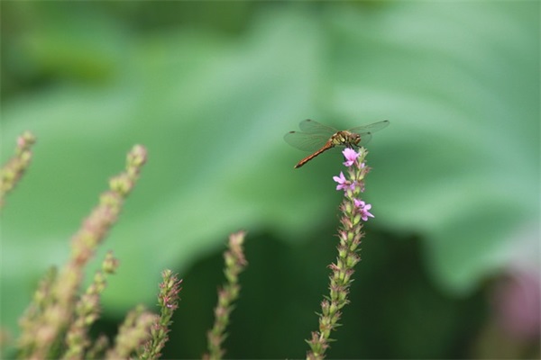 离别道祝福,再见,伴随我成长,再见祝福的一句话 感谢