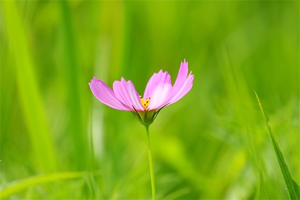 祝中学生生日快乐的祝福语(精选43句)