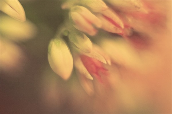 虎年祝福语2026最火简短四字(精选56句)