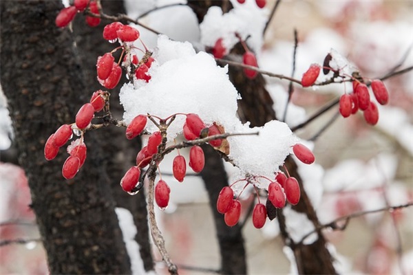发小雪节气的简短句子