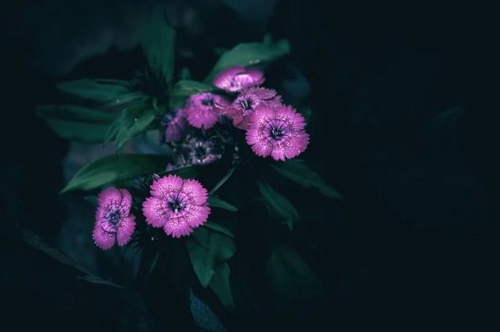 晚上祝福的句子