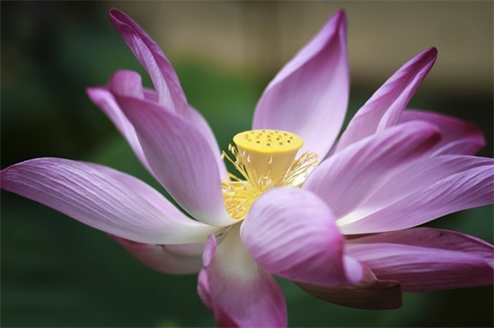 给老师的过年短信99句