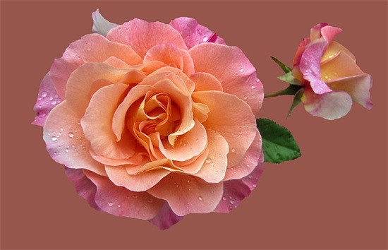 性春节祝福短信92句