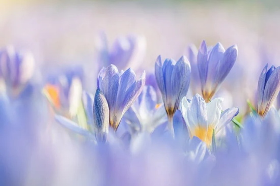 情人节元宵节短信88句