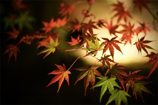 很久很久以前,当世界年纪还小的时候(精选8篇)